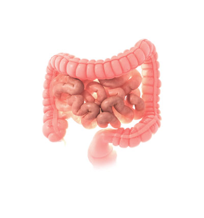 Colon