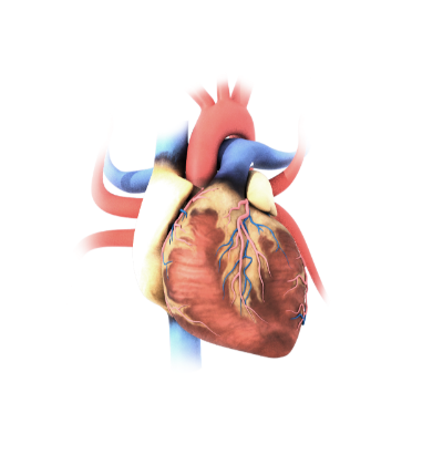 Heart