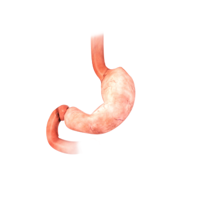 Stomach